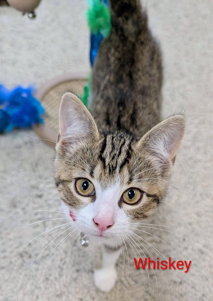 Whiskey, a Adoptable mixed breed in Kettering, OH image 2/3