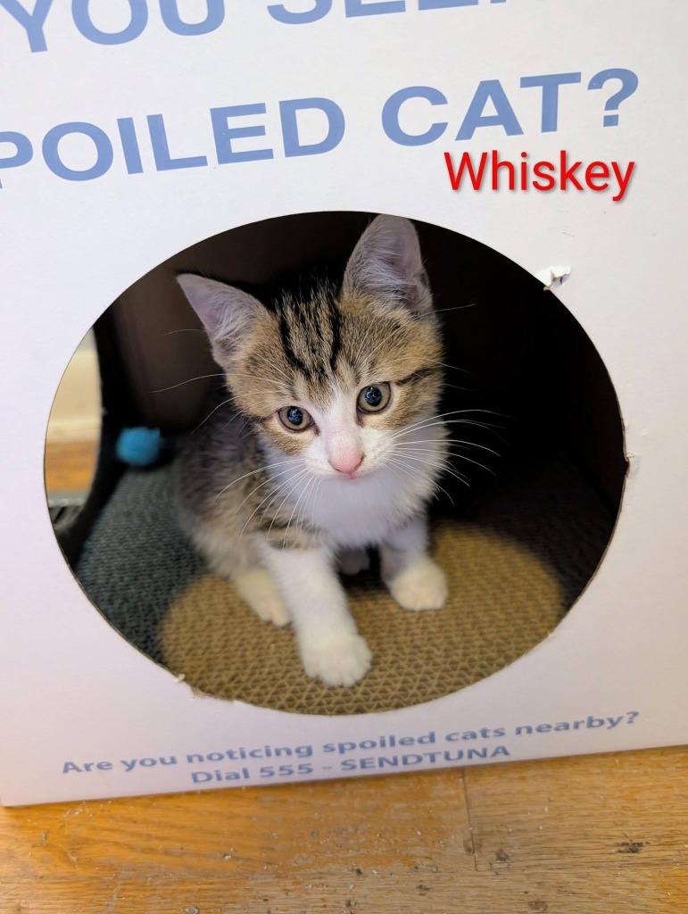 Whiskey, a Adoptable mixed breed in Kettering, OH image 3/3
