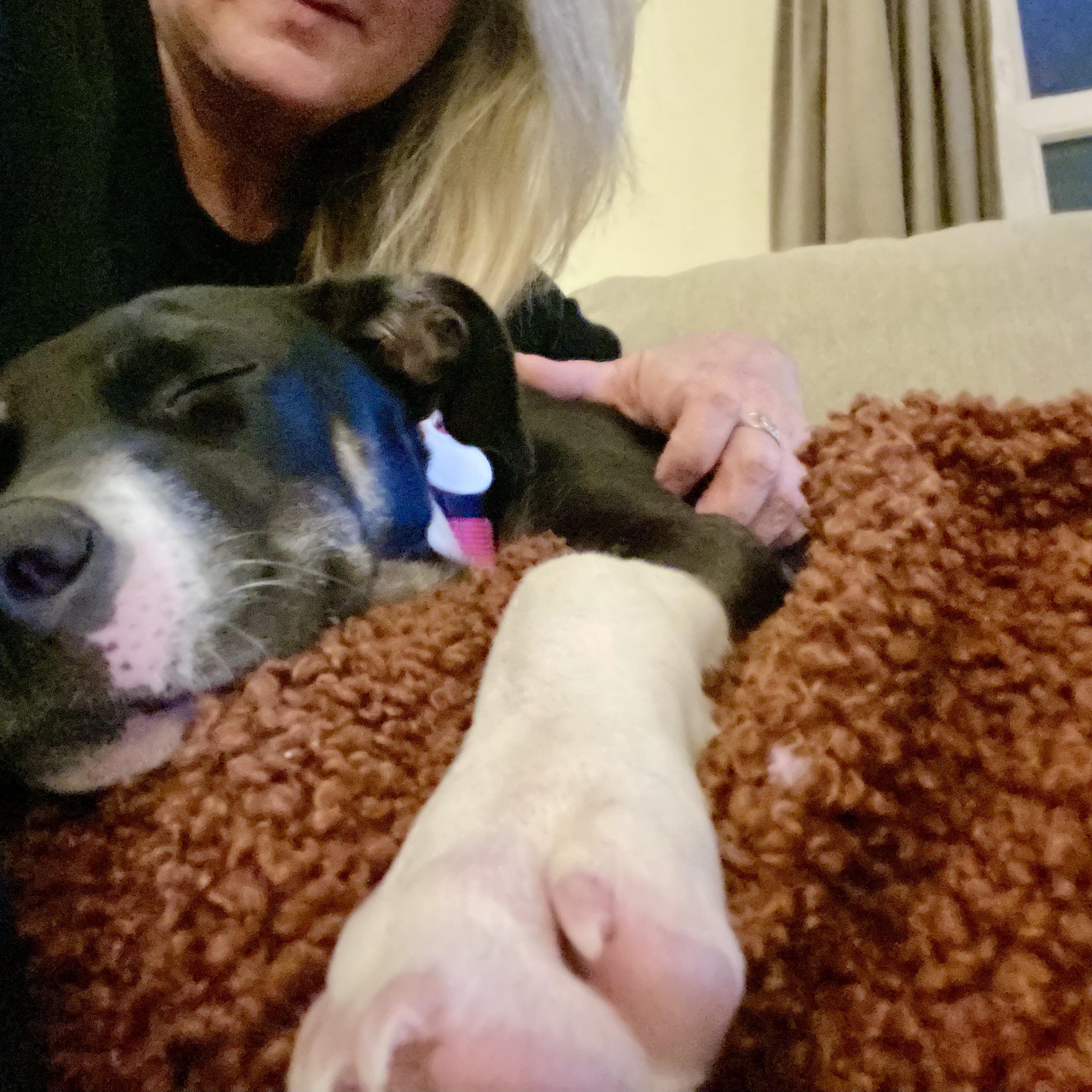 Enlarge Sash, an adopted mixed breed in Lunenburg , MA image 2/4