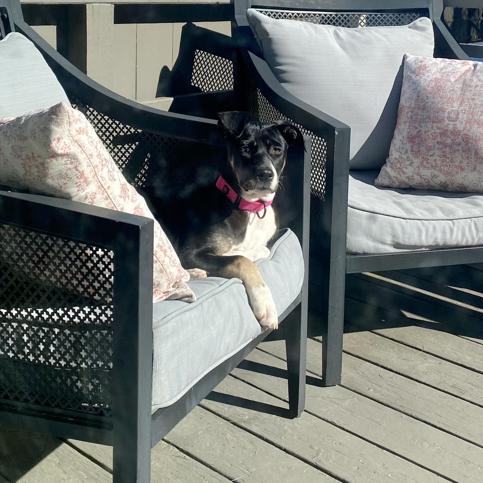 Enlarge Sash, an adopted mixed breed in Lunenburg , MA image 4/4