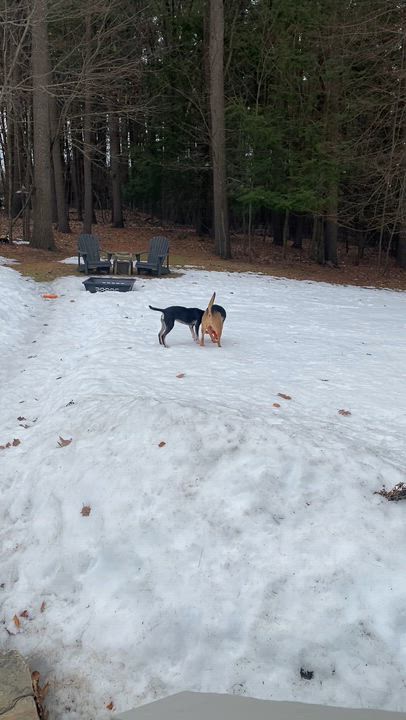 Enlarge Sash, an adopted mixed breed in Lunenburg , MA video 3/4