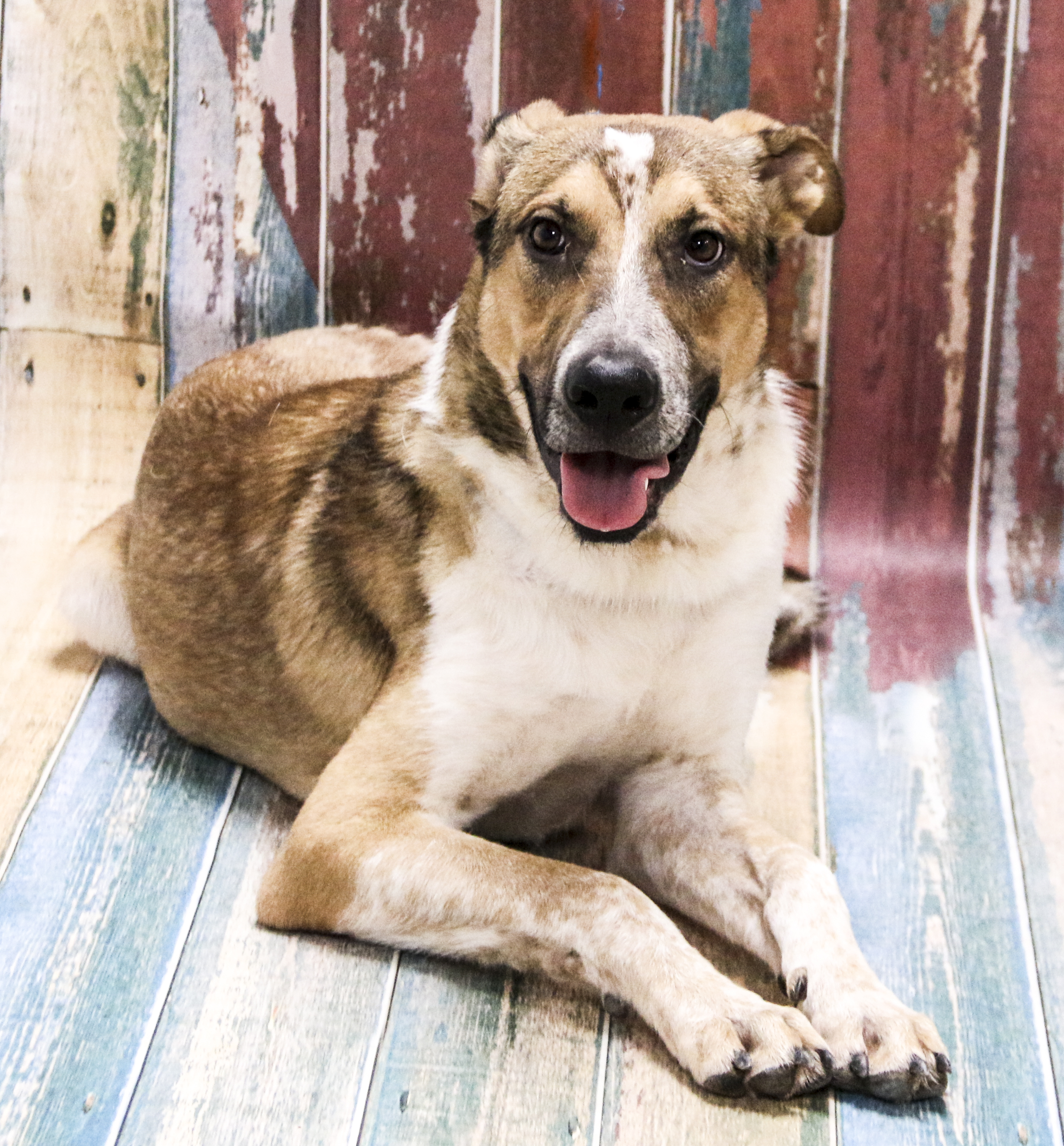 Enlarge Blitz, a Adoptable Mixed Breed in Casa Grande, AZ image 1/4