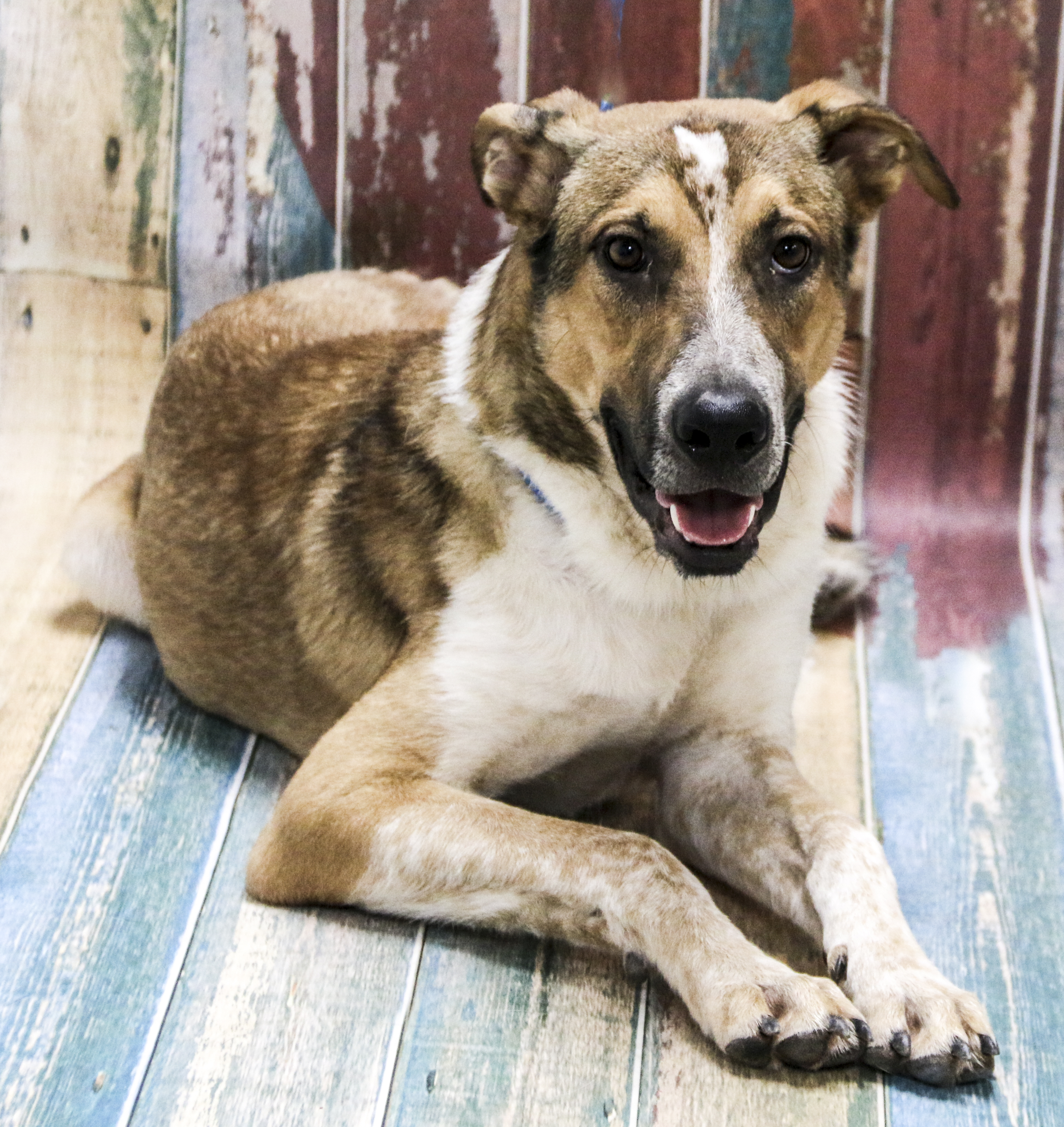 Enlarge Blitz, a Adoptable Mixed Breed in Casa Grande, AZ image 2/4