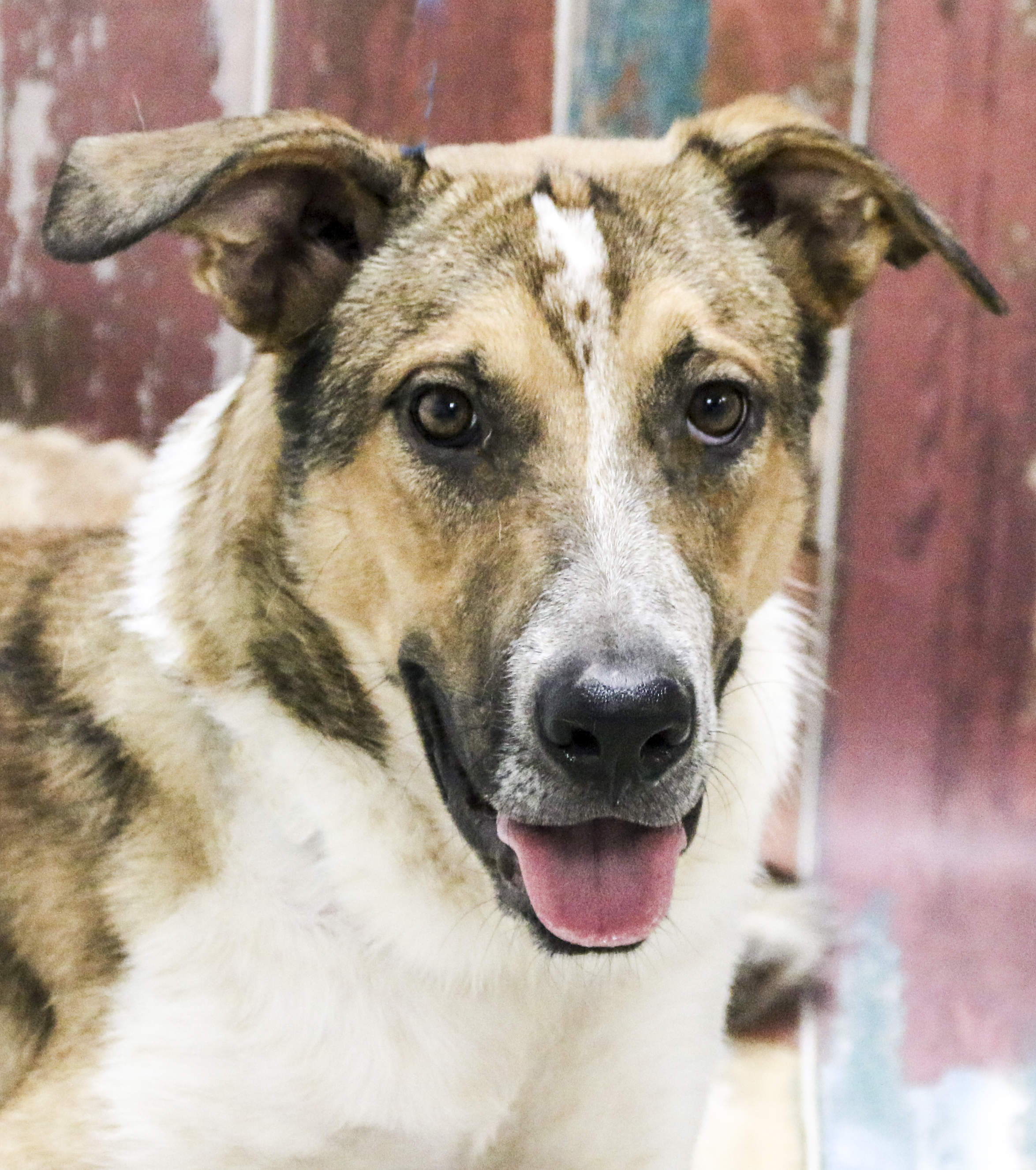 Enlarge Blitz, a Adoptable Mixed Breed in Casa Grande, AZ image 3/4
