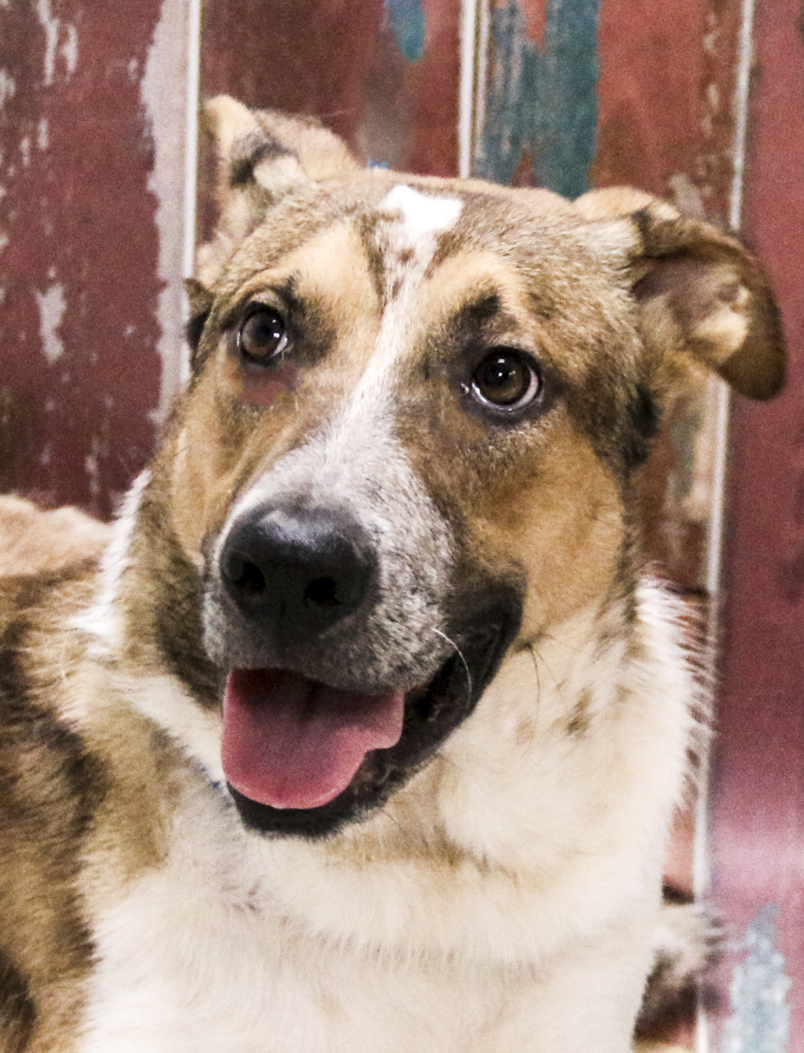 Enlarge Blitz, a Adoptable Mixed Breed in Casa Grande, AZ image 4/4