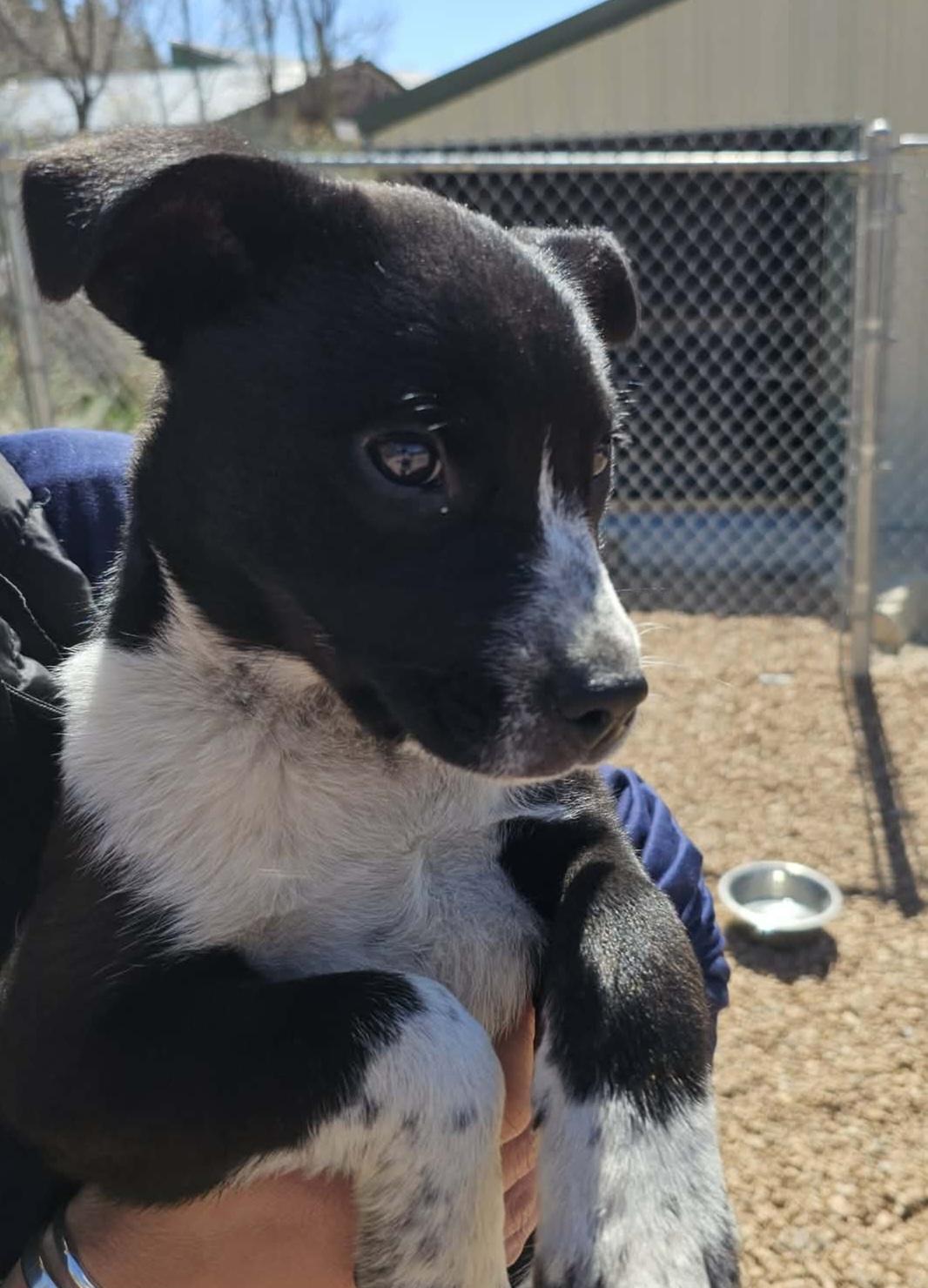 Enlarge Morgan, a ADOPTABLE mixed breed in Newcastle, WY image 1/1