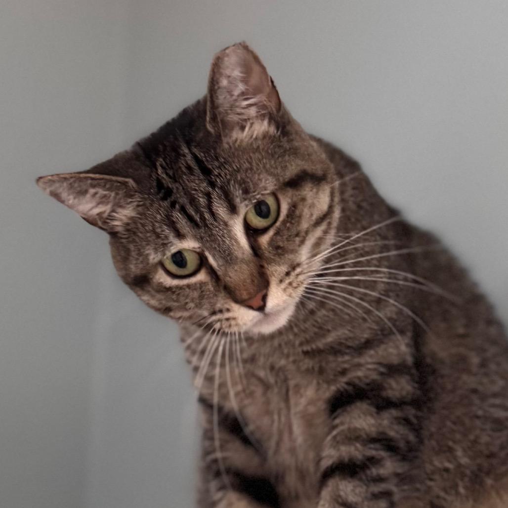 Sienna, Adoptable, Adult Female Domestic Short Hair.