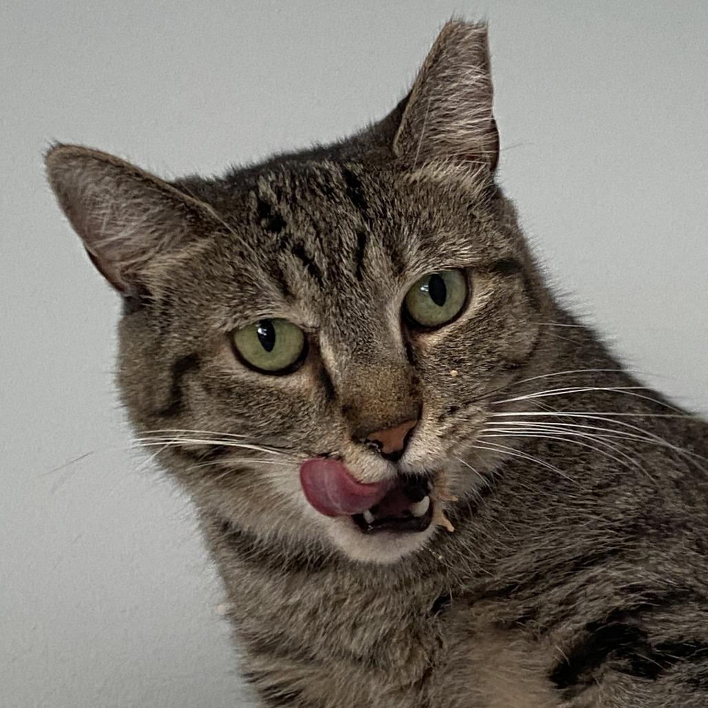 Enlarge Sienna, a Adoptable Domestic Short Hair in Salisbury, MA image 2/2