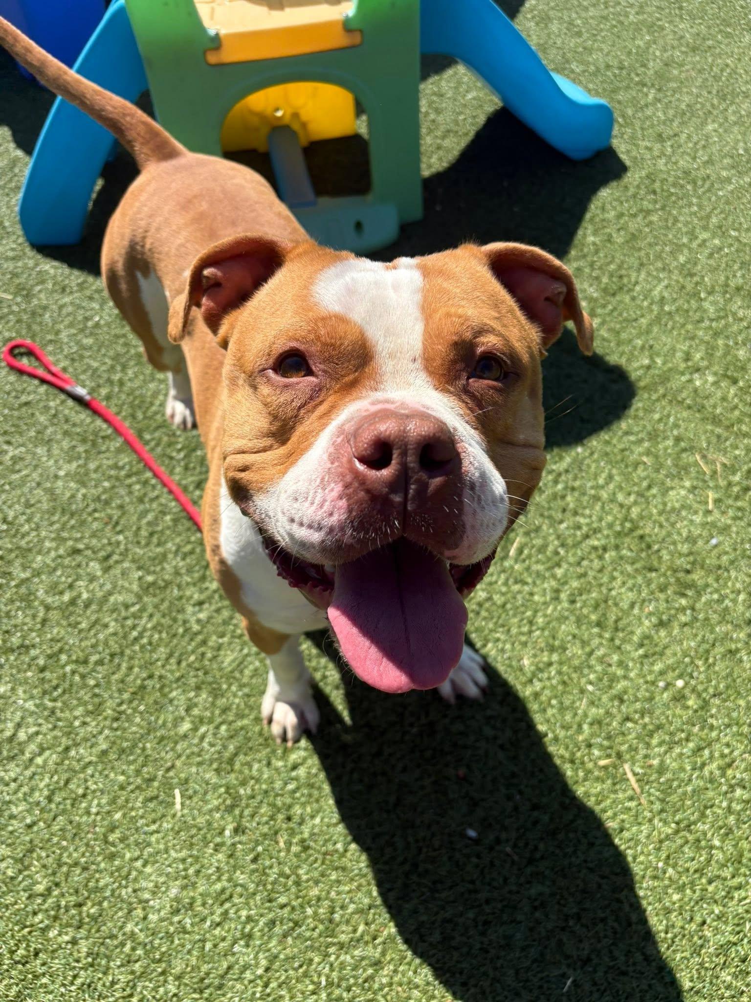 Monroe, a ADOPTABLE mixed breed in Cleveland, OH image 2/6