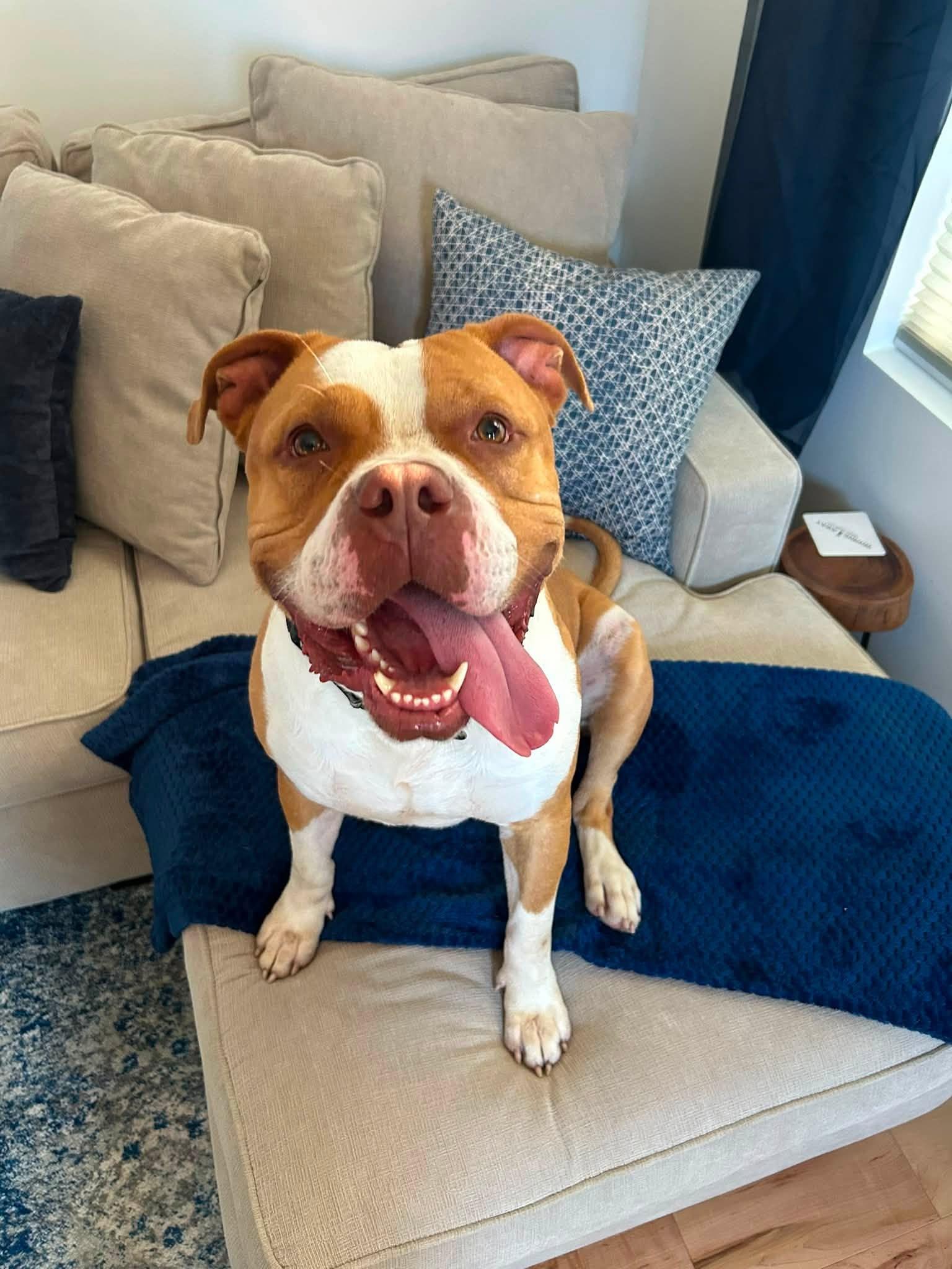 Monroe, ADOPTABLE, Young Male Pit Bull Terrier.