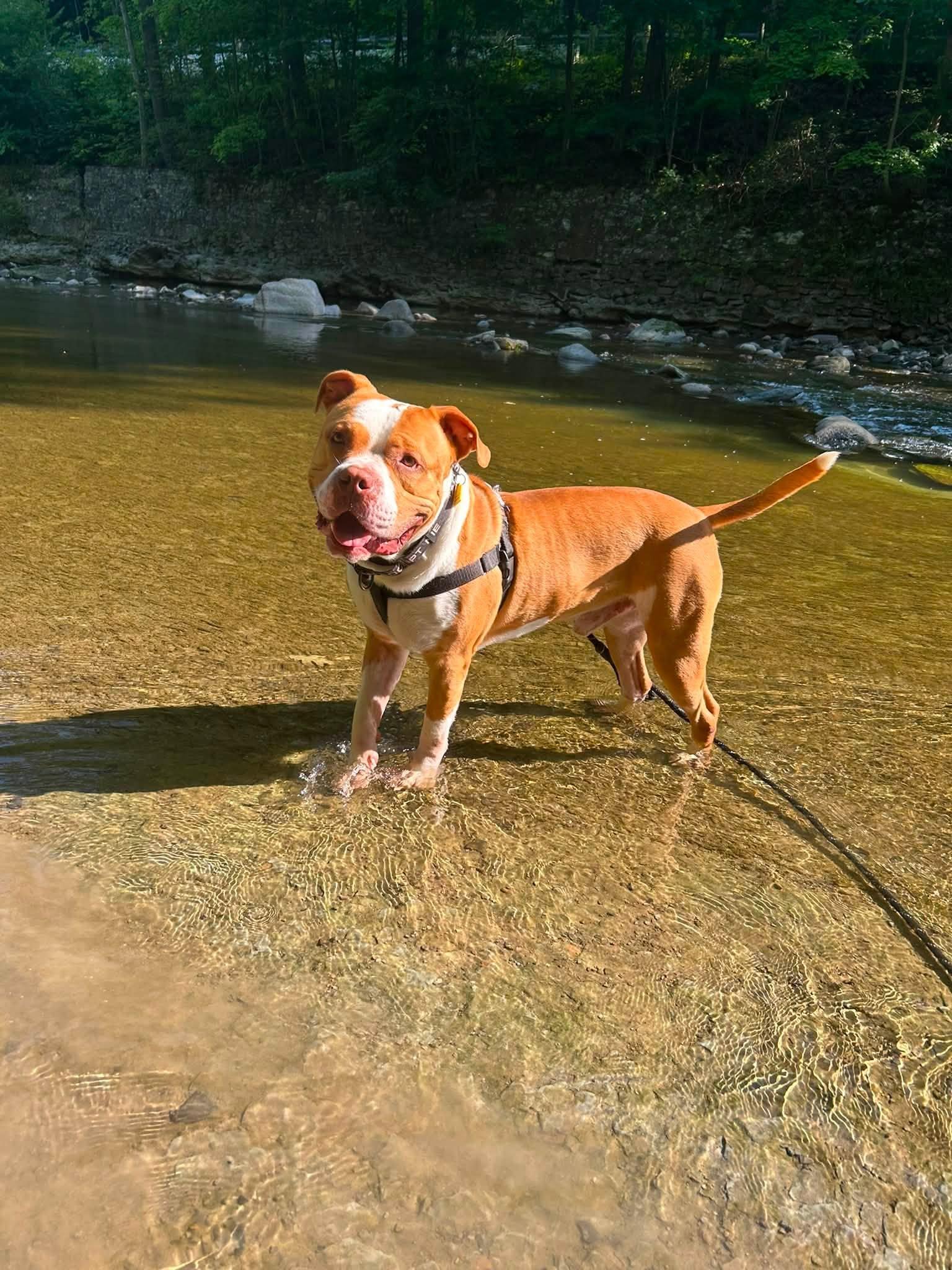 Monroe, a ADOPTABLE mixed breed in Cleveland, OH image 6/6