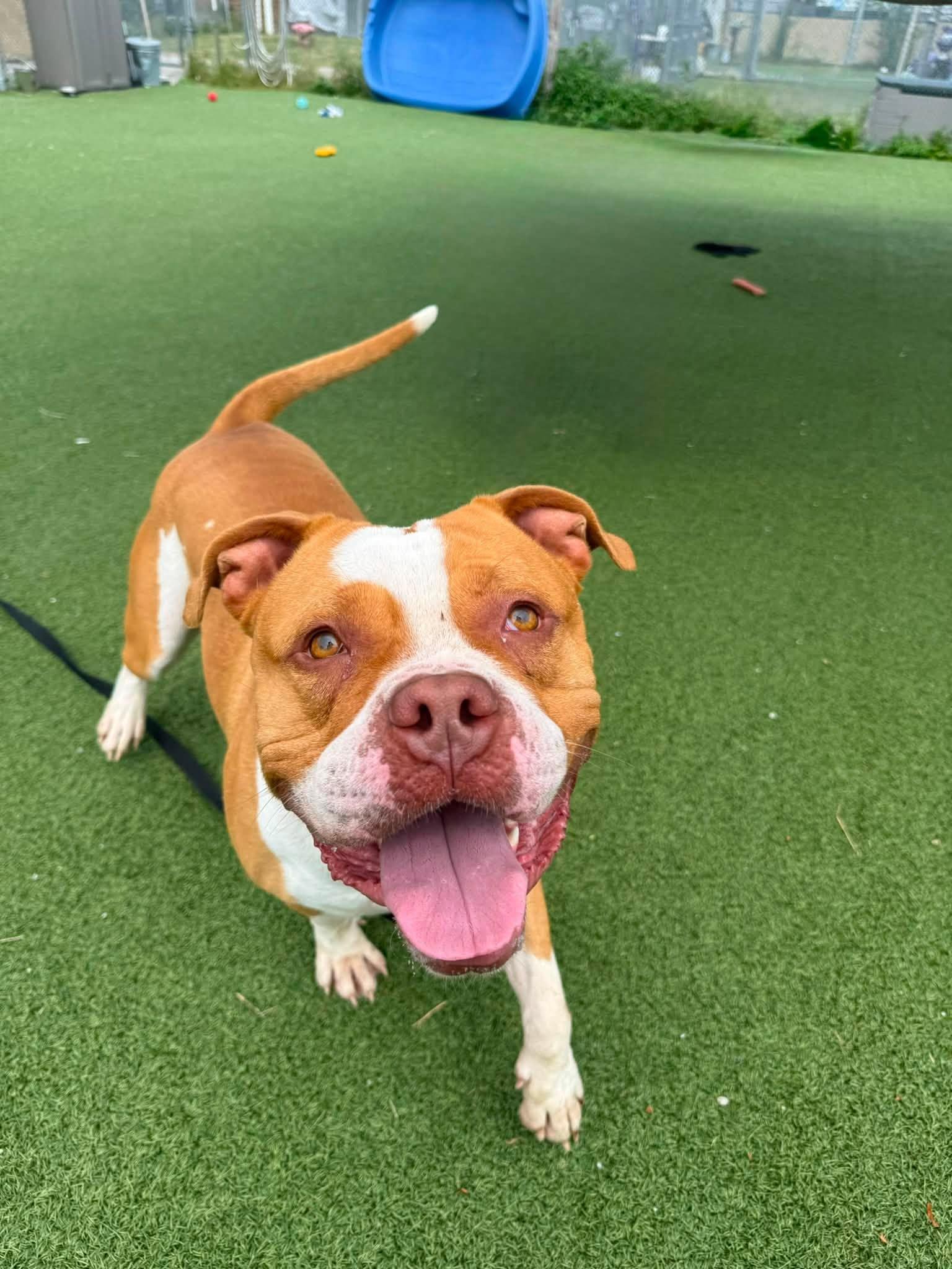 Monroe, a ADOPTABLE mixed breed in Cleveland, OH image 3/6