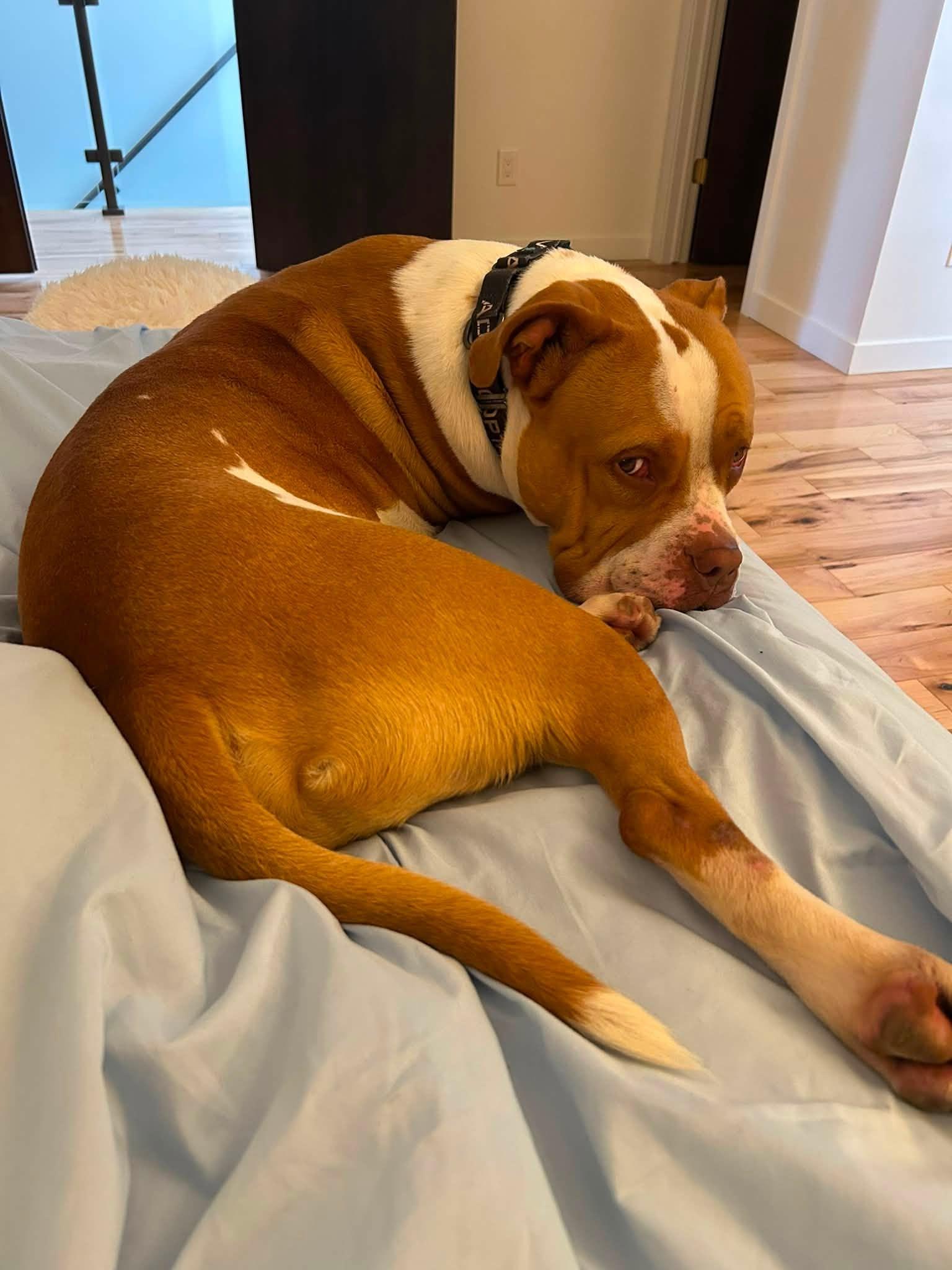 Monroe, a ADOPTABLE mixed breed in Cleveland, OH image 5/6