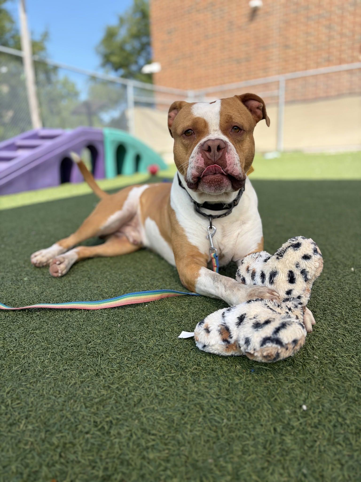 Monroe, a ADOPTABLE mixed breed in Cleveland, OH image 4/6