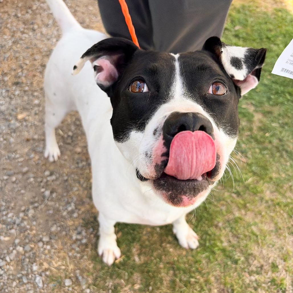 Trixie, Adoptable, Adult Female American Bulldog & Mixed Breed.