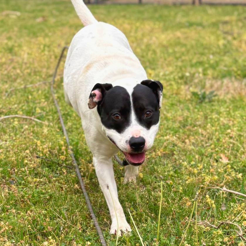 Enlarge Trixie, a Adoptable mixed breed in Tulsa, OK image 2/3