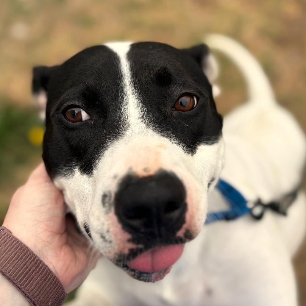 Enlarge Trixie, a Adoptable mixed breed in Tulsa, OK image 3/3