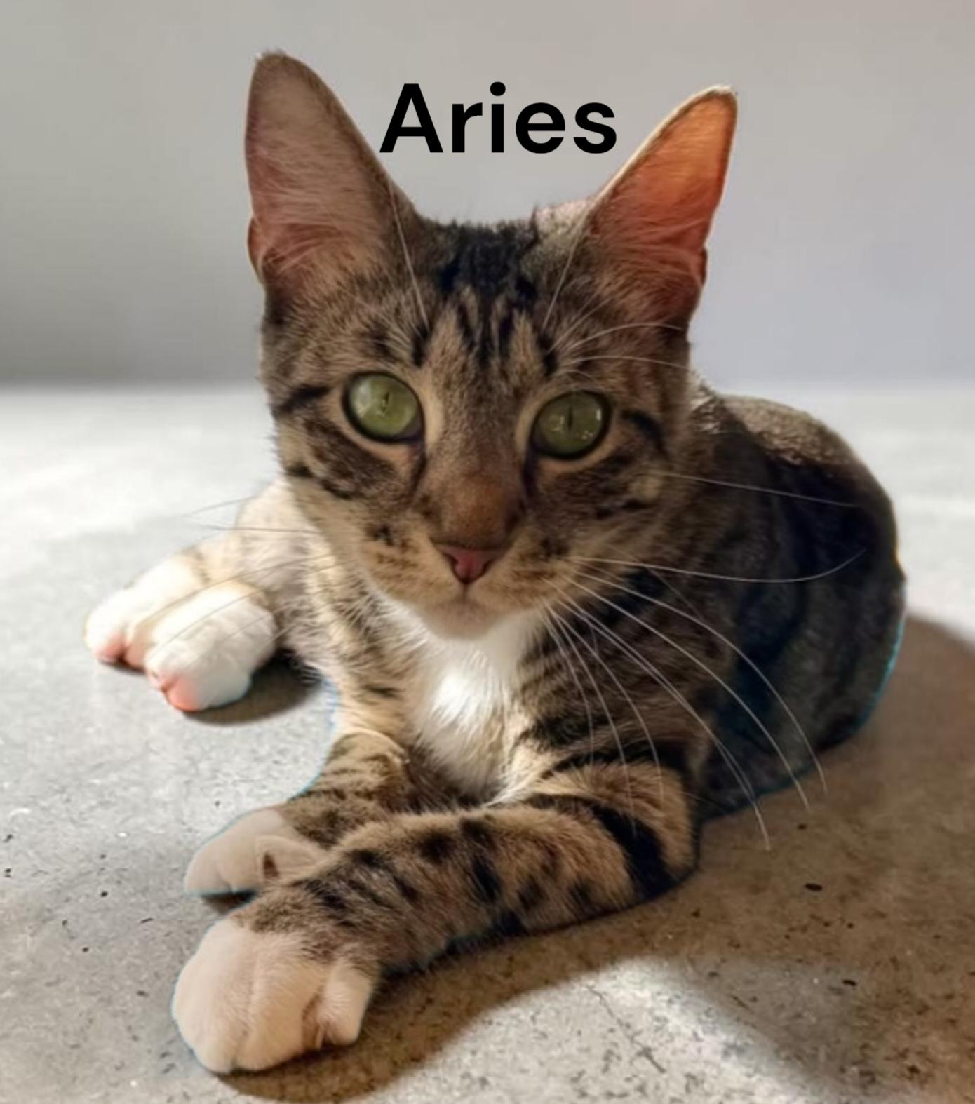 Aries, a Adoptable Tabby in Newport News, VA image 1/3