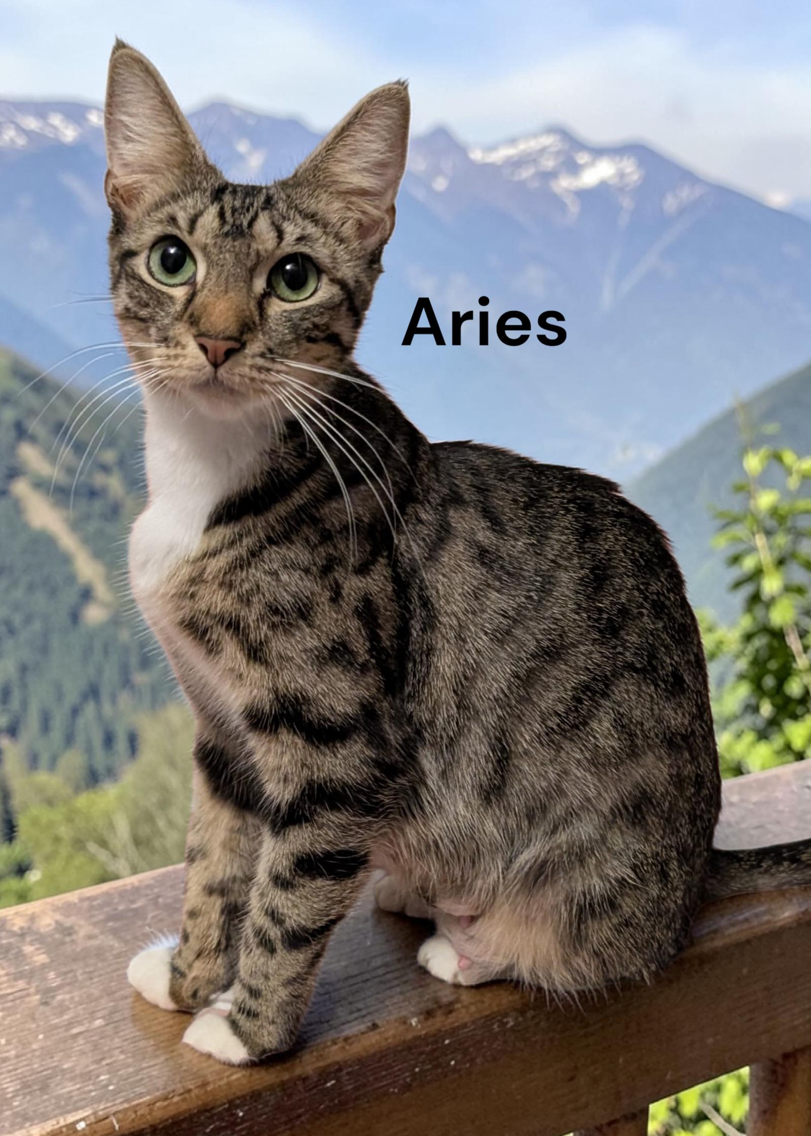 Aries, a Adoptable Tabby in Newport News, VA image 1/2