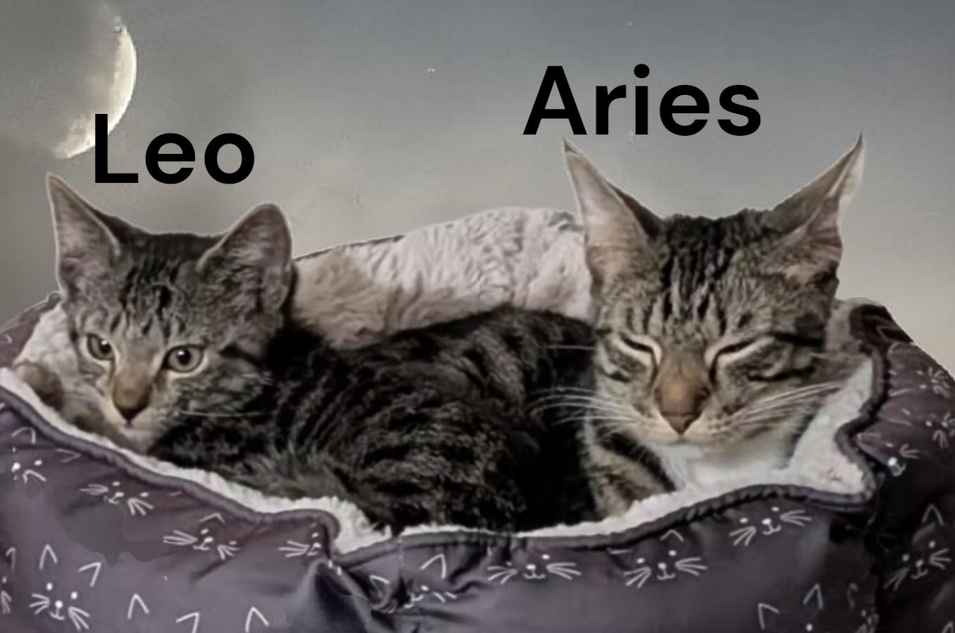 Aries, a Adoptable Tabby in Newport News, VA image 2/2