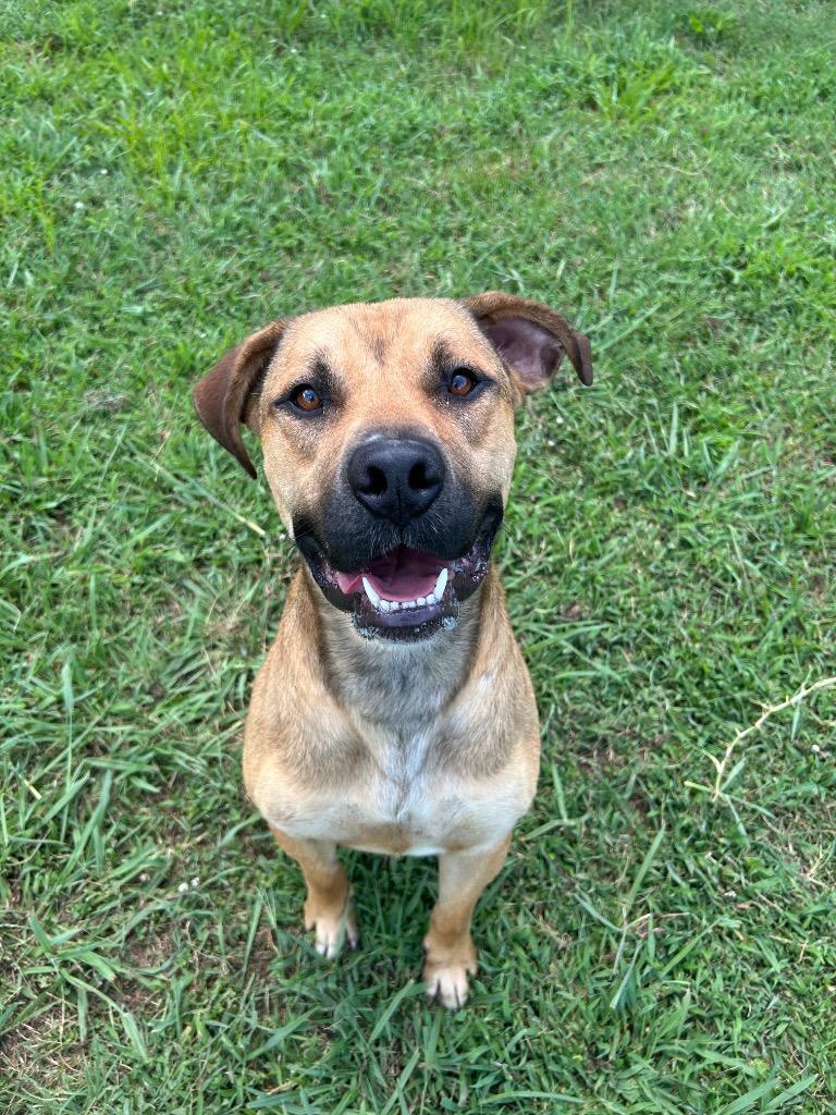 Captain Sniffles, Adoptable, Adult Male Pit Bull Terrier.