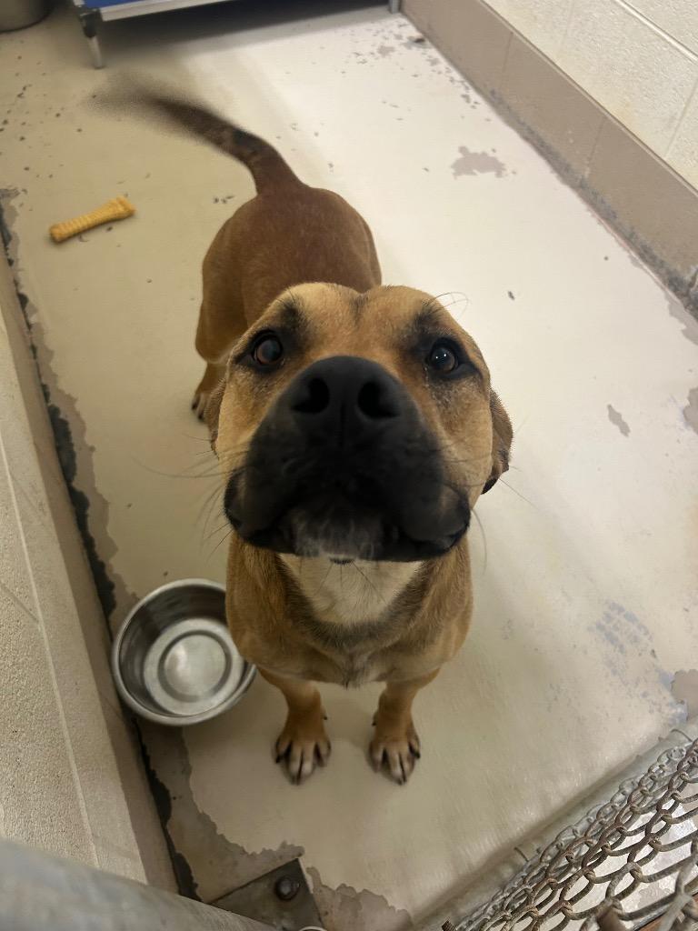 Captain Sniffles, a Adoptable Pit Bull Terrier in Johnson City, TN image 2/2