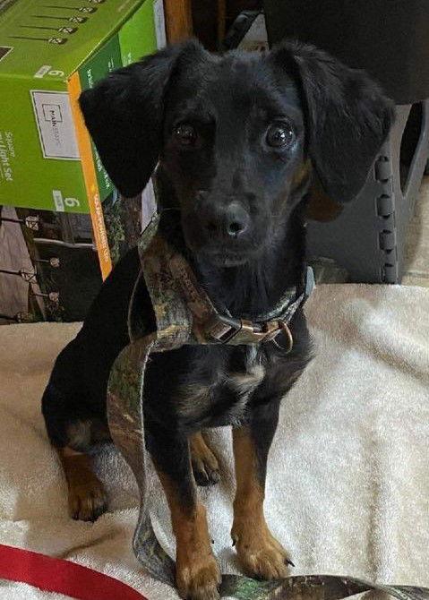 Rascal, Adopted, Young Male Dachshund & Chihuahua.