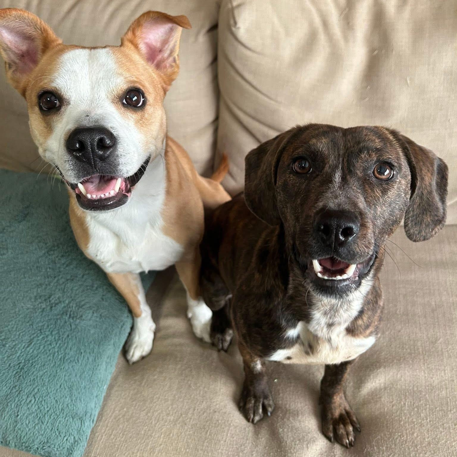 Enlarge Jeanette, a ADOPTABLE mixed breed in McHenry, IL image 1/4