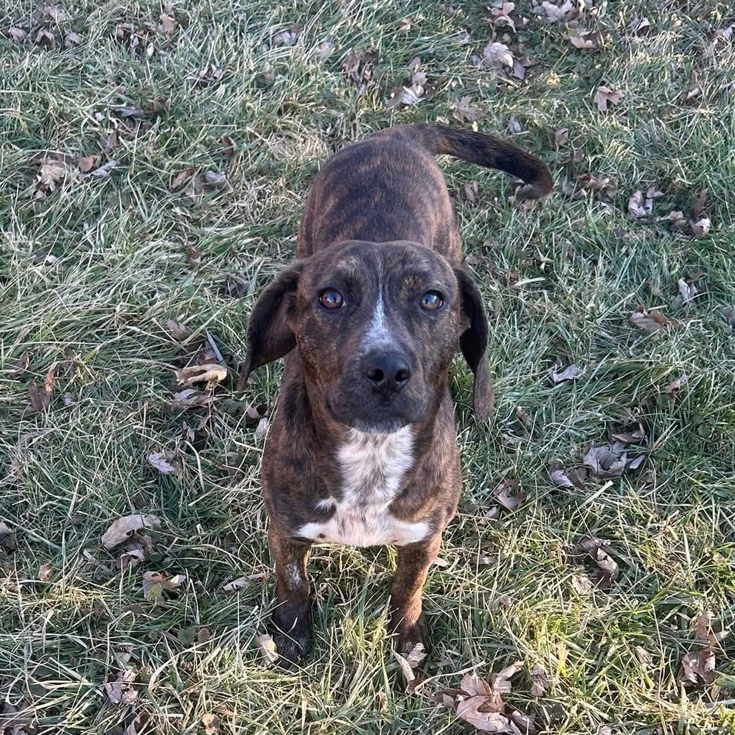 Enlarge Jeanette, a ADOPTABLE mixed breed in McHenry, IL image 2/4