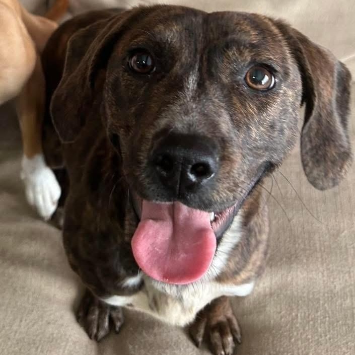 Enlarge Jeanette, a ADOPTABLE mixed breed in McHenry, IL image 3/4