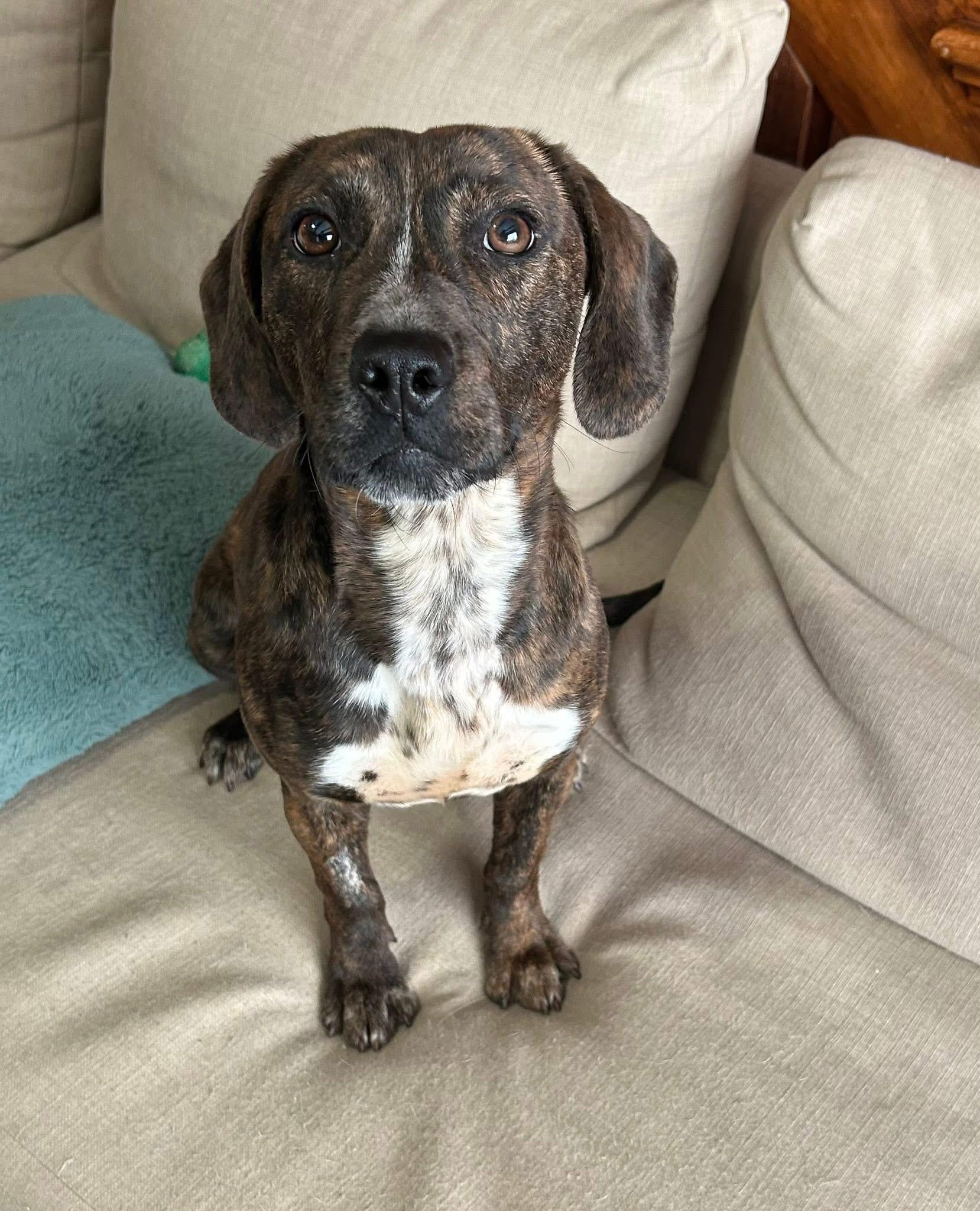 Enlarge Jeanette, a ADOPTABLE mixed breed in McHenry, IL image 4/4