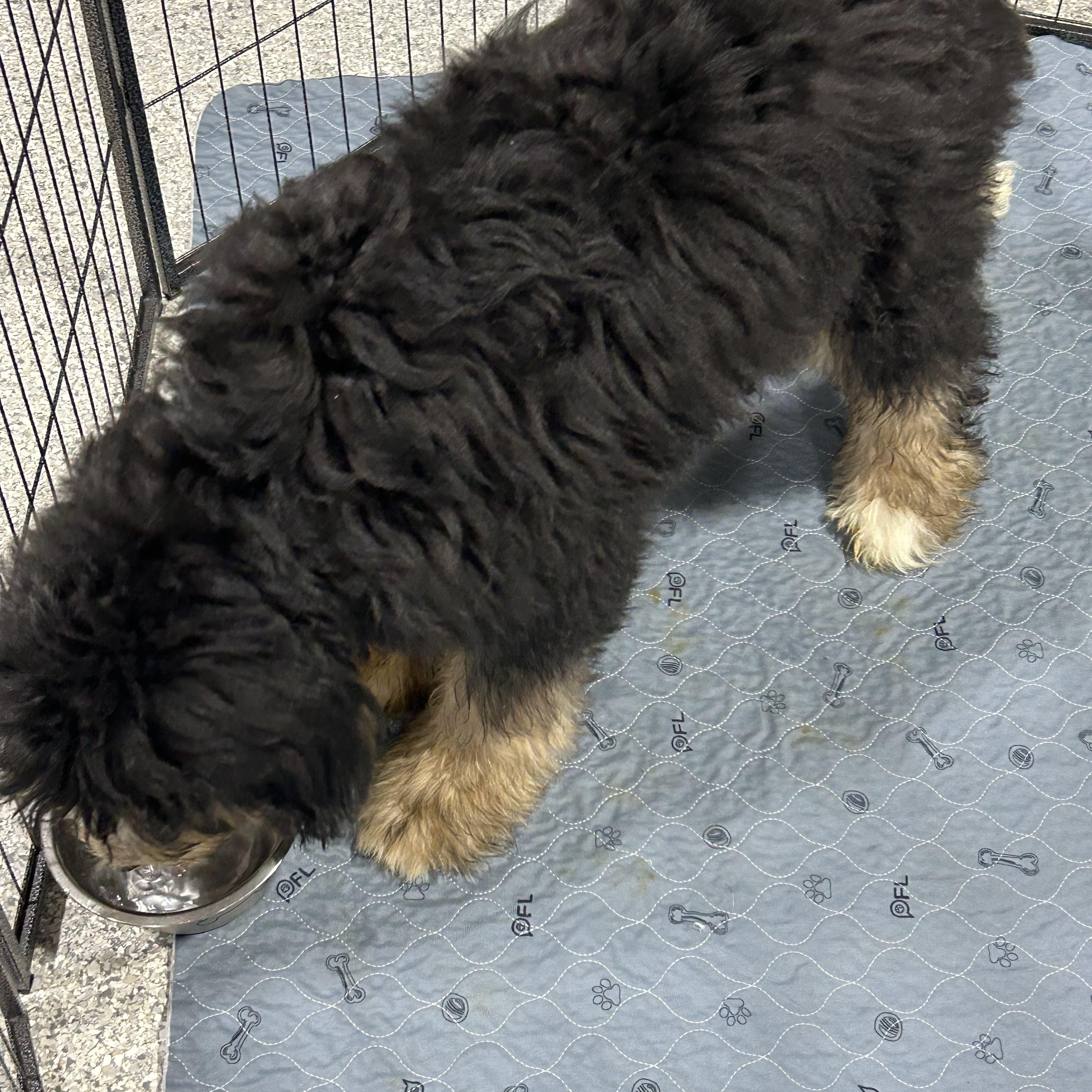 Teddy full size, a Adoptable Bernadoodle in Antwerp, OH image 5/5