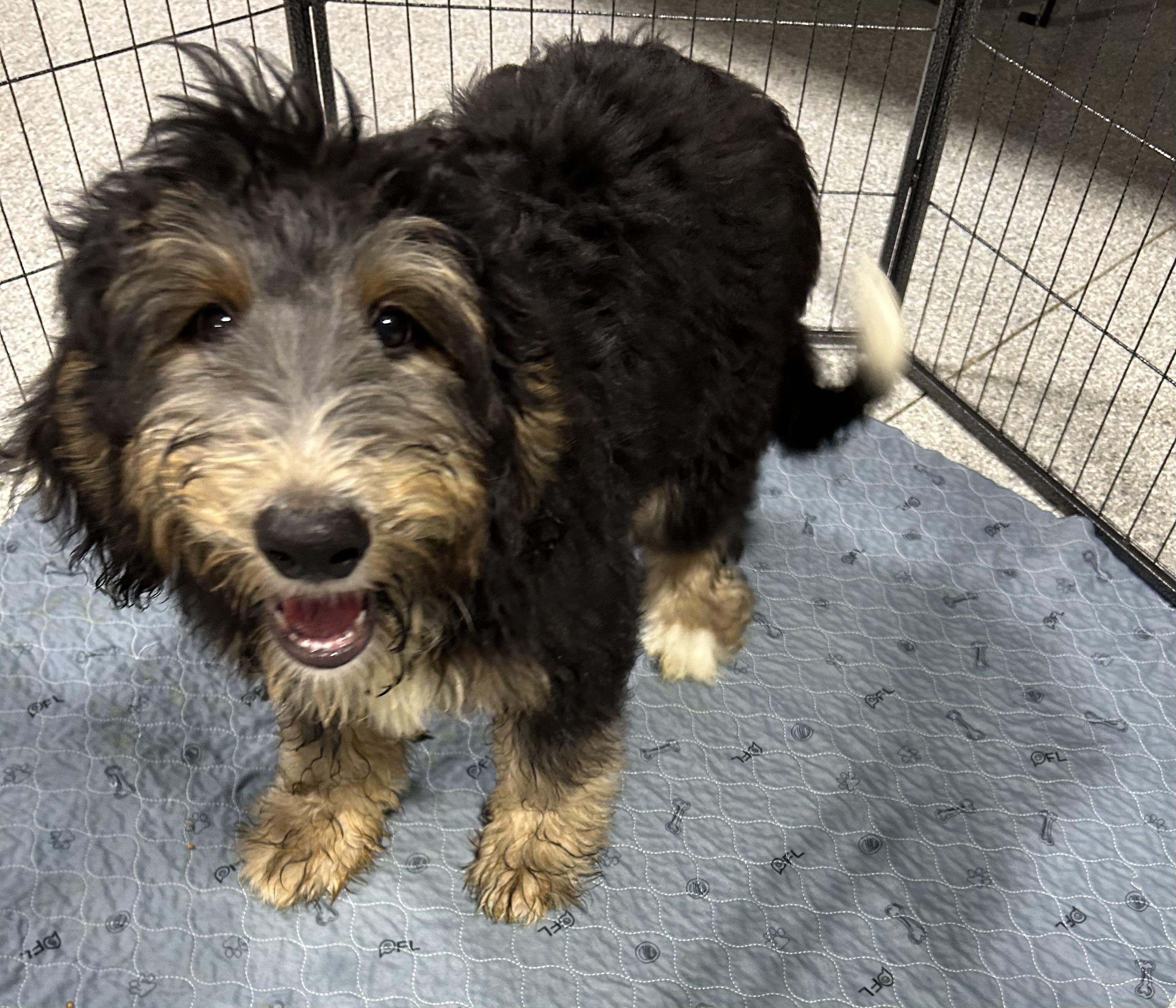 Teddy full size, a Adoptable Bernadoodle in Antwerp, OH image 4/5