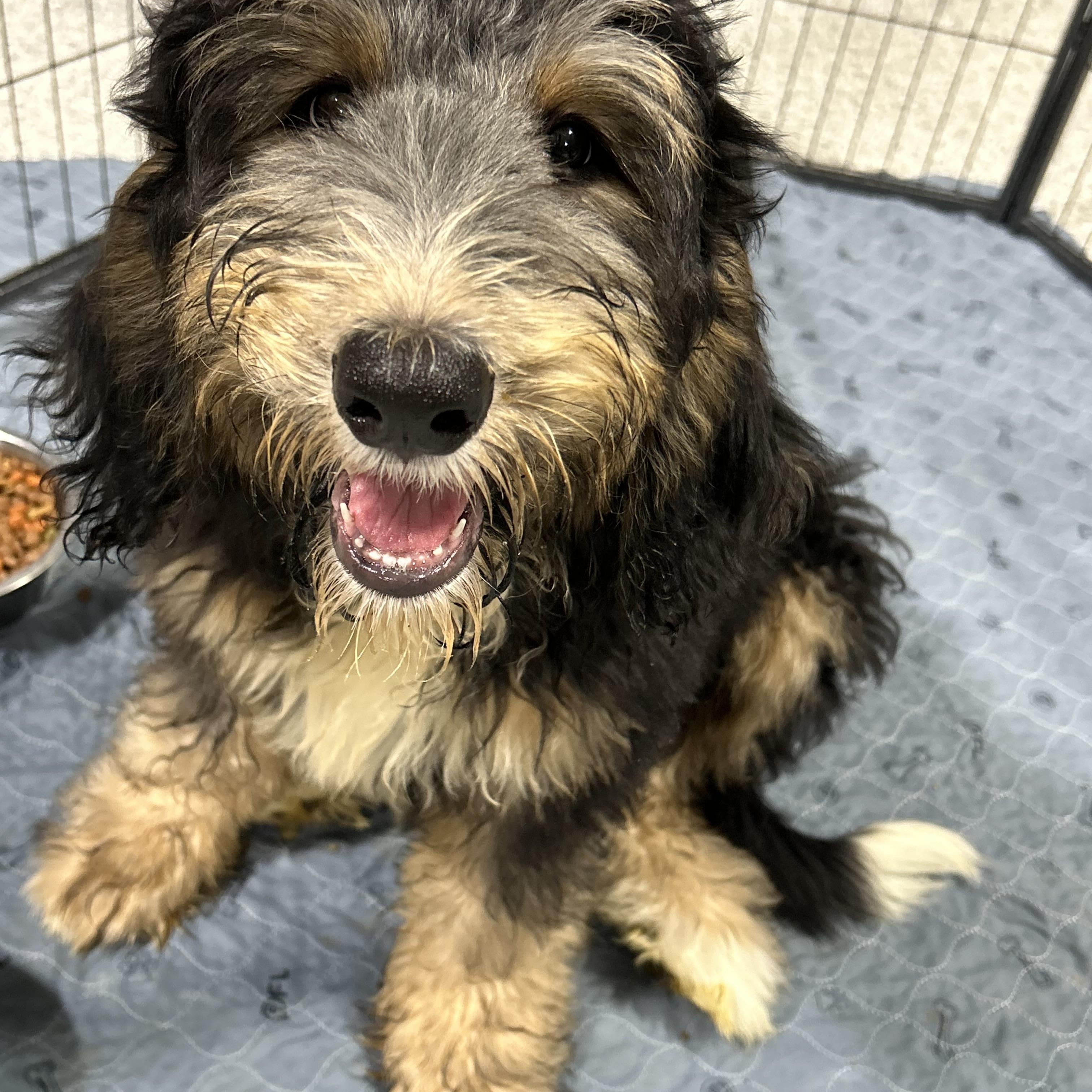 Teddy full size, Adoptable, Puppy Male Bernadoodle.