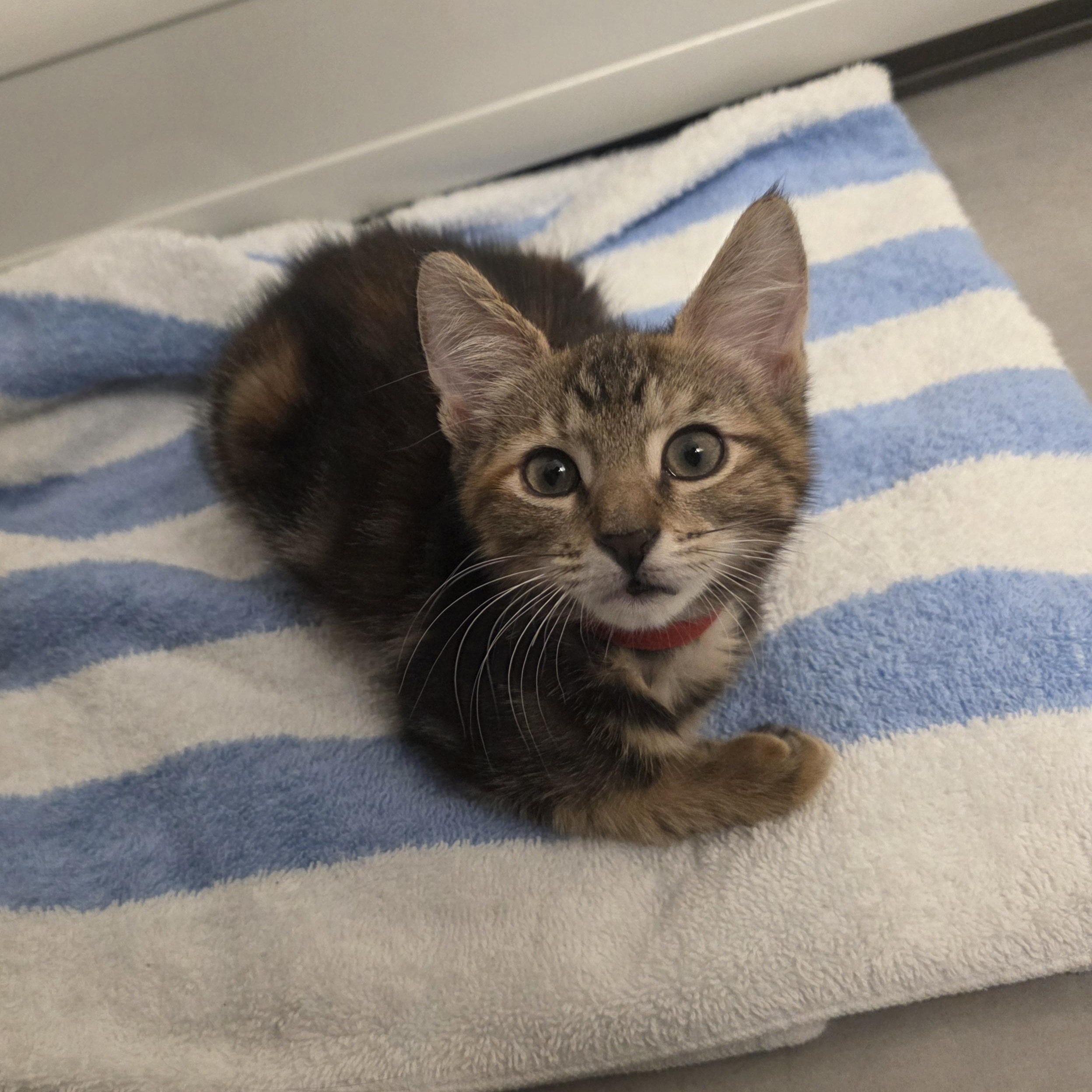 Enlarge Beauty, a Adoptable mixed breed in Moriches, NY image 5/6