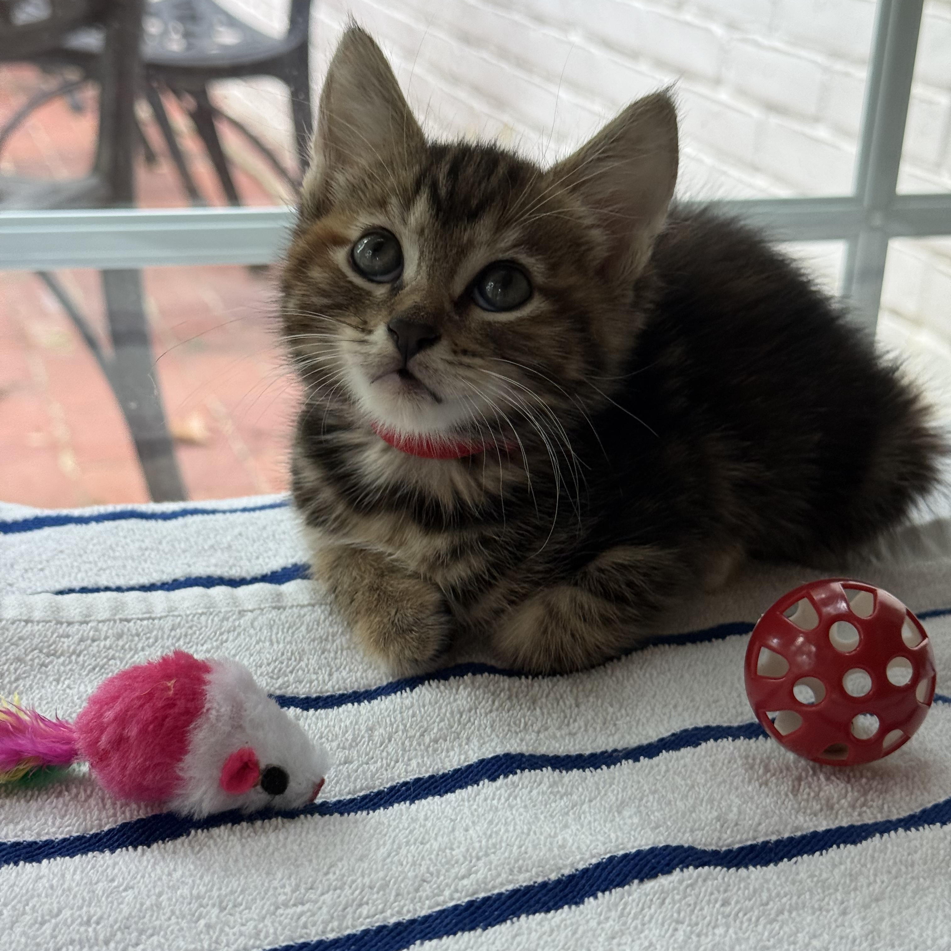 Enlarge Beauty, a Adoptable mixed breed in Moriches, NY image 4/6