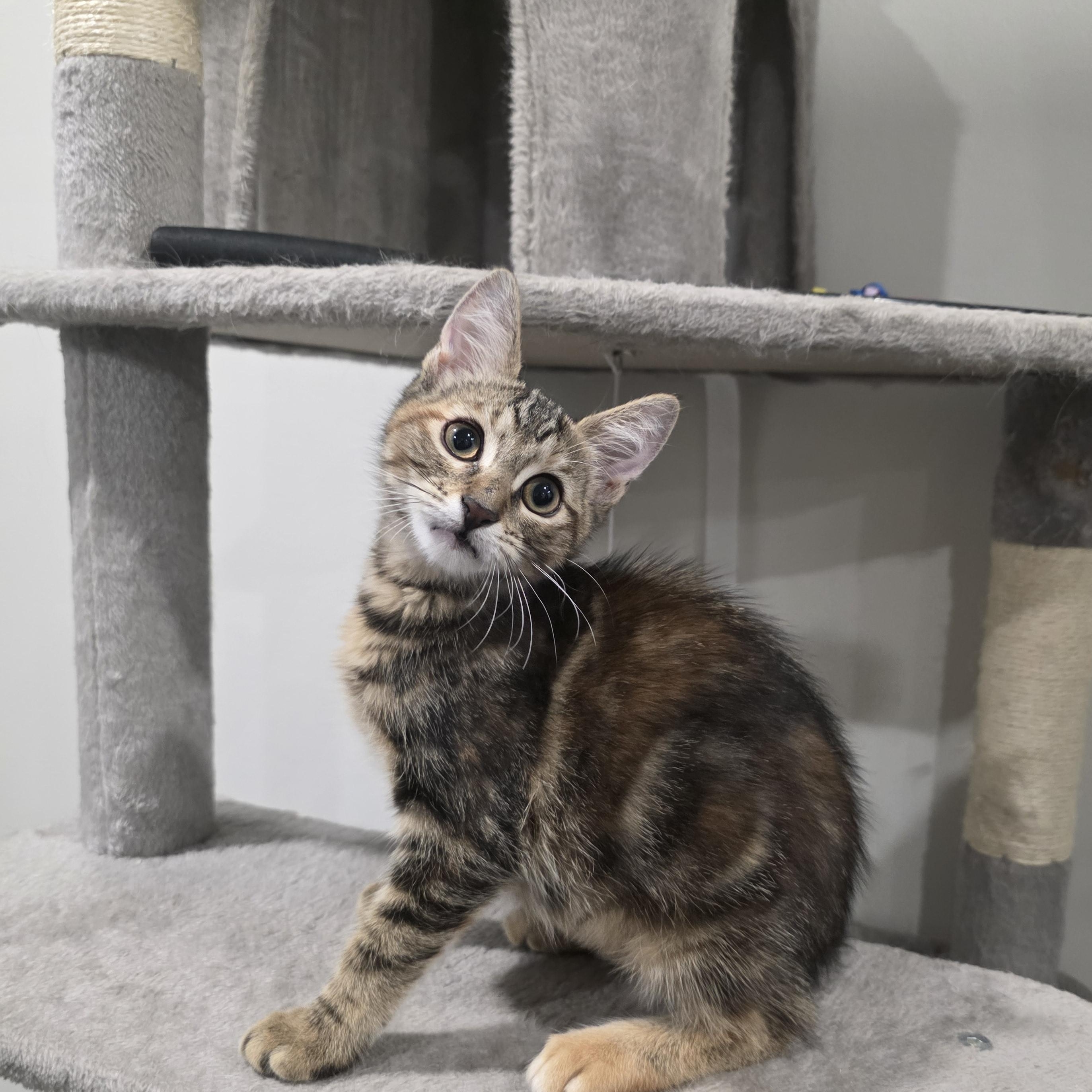 Enlarge Beauty, a Adoptable mixed breed in Moriches, NY image 1/6