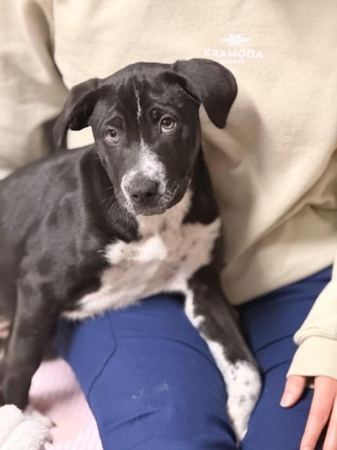 Enlarge Trixie, a Adoptable mixed breed in Sparta, NJ image 3/5