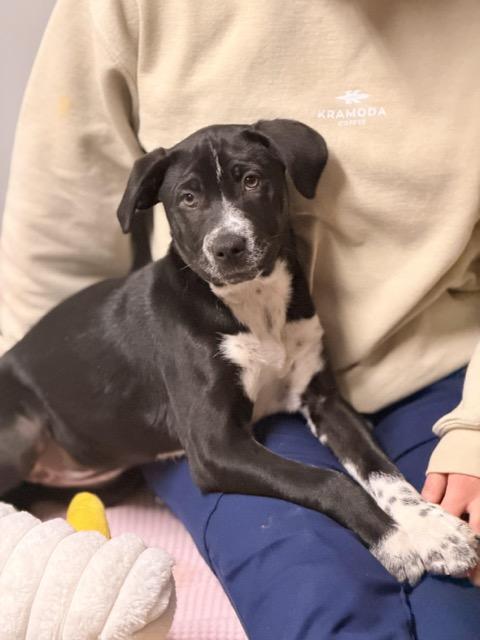 Enlarge Trixie, a Adoptable mixed breed in Sparta, NJ image 4/5