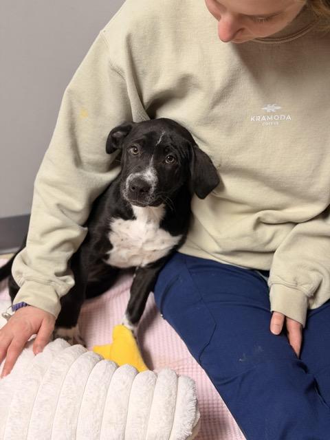 Enlarge Trixie, a Adoptable mixed breed in Sparta, NJ image 2/5