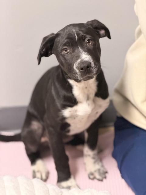 Trixie, Adoptable, Puppy Female Plott Hound & Catahoula Leopard Dog.