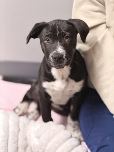 Enlarge Trixie, a Adoptable mixed breed in Sparta, NJ image 5/5