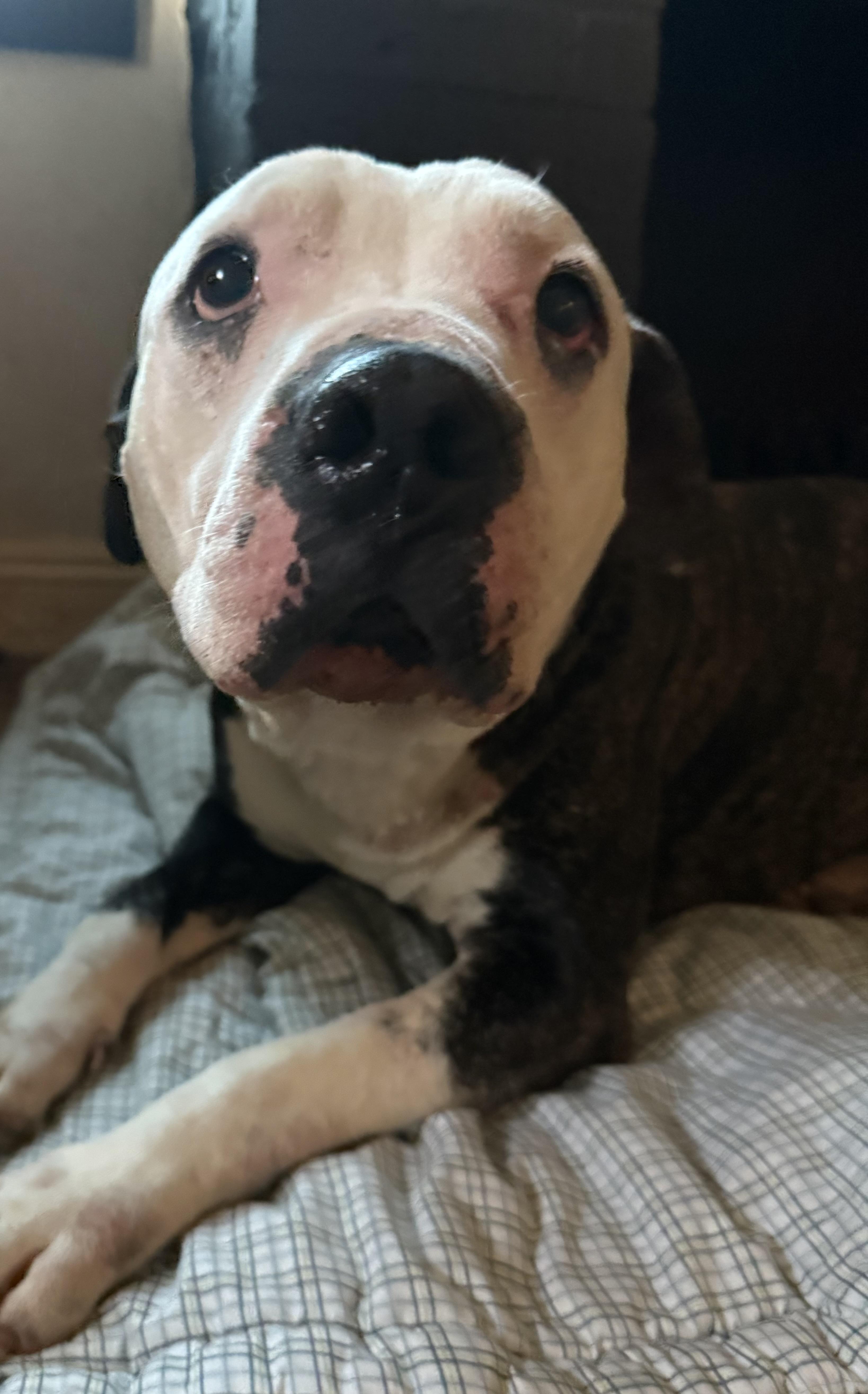 BRETT Pit Bull Terrier Dog