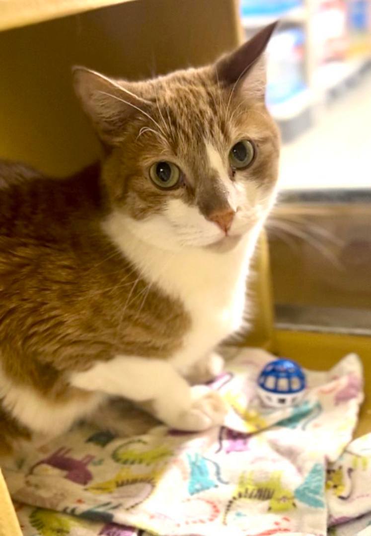 Enlarge COLTON, a Adoptable mixed breed in HEMET, CA image 2/6