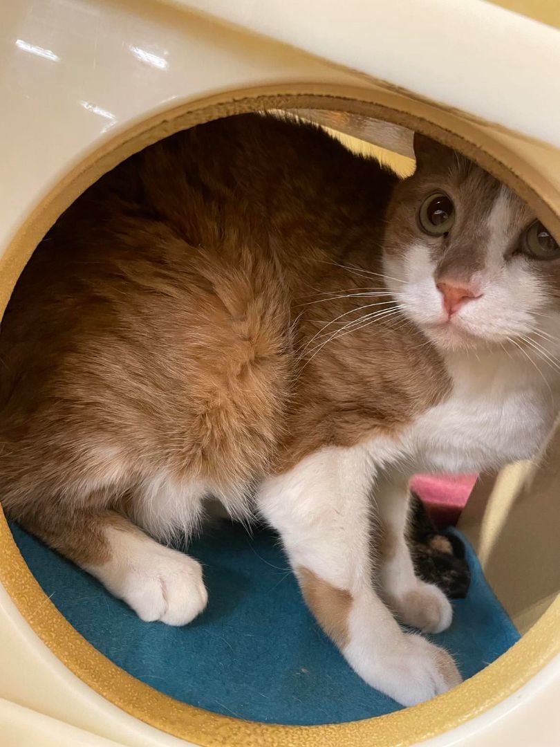 Enlarge COLTON, a Adoptable mixed breed in HEMET, CA image 3/6