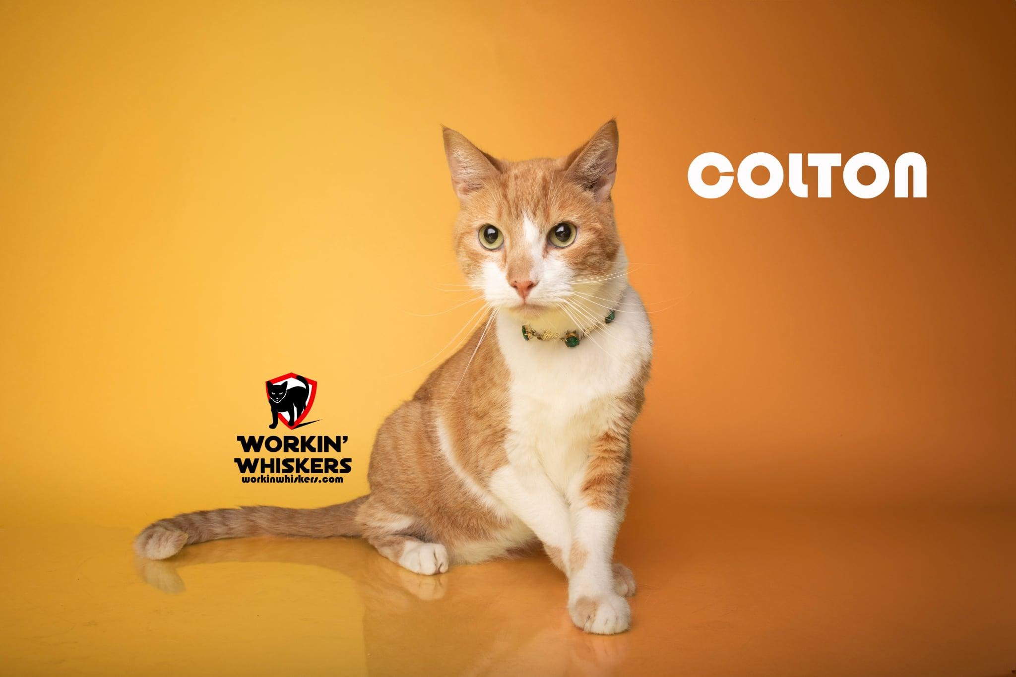 COLTON, Adoptable, Young Male Tabby & Domestic Short Hair.