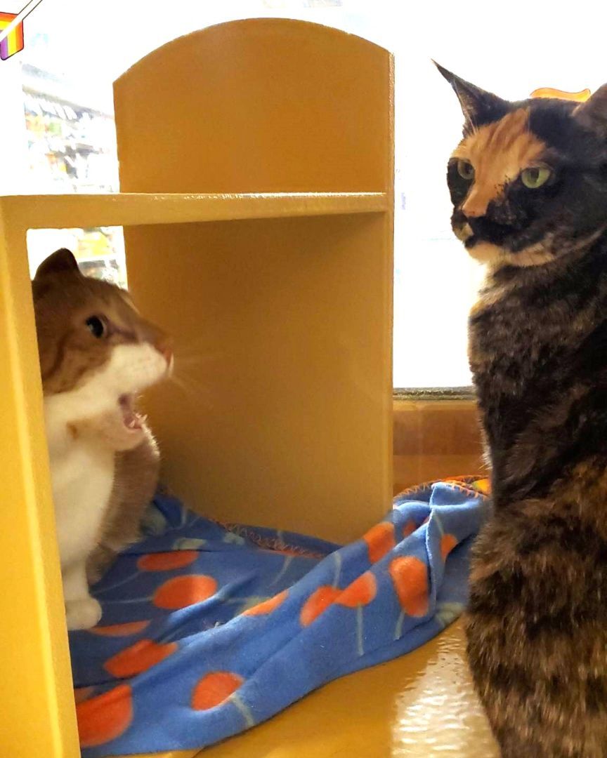 Enlarge COLTON, a Adoptable mixed breed in HEMET, CA image 4/6