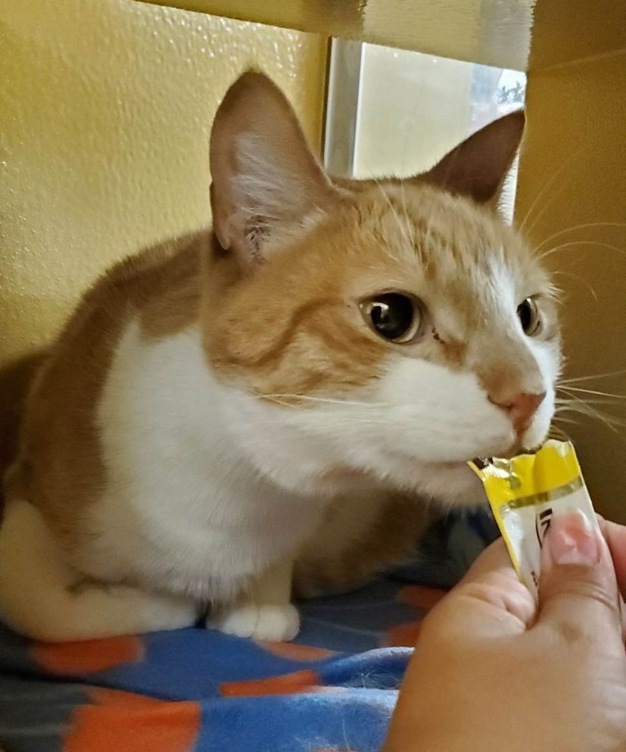 Enlarge COLTON, a Adoptable mixed breed in HEMET, CA image 5/6