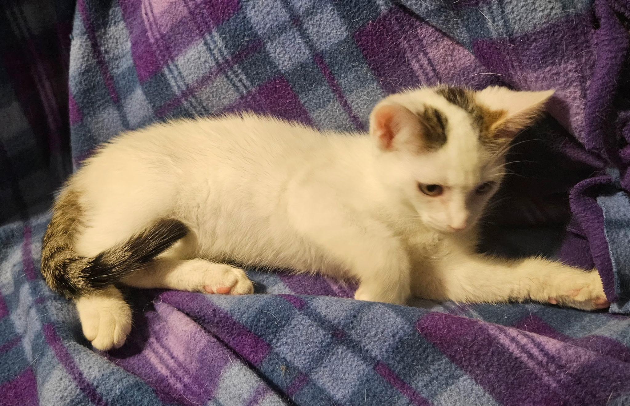Travis, Baby Male Cat