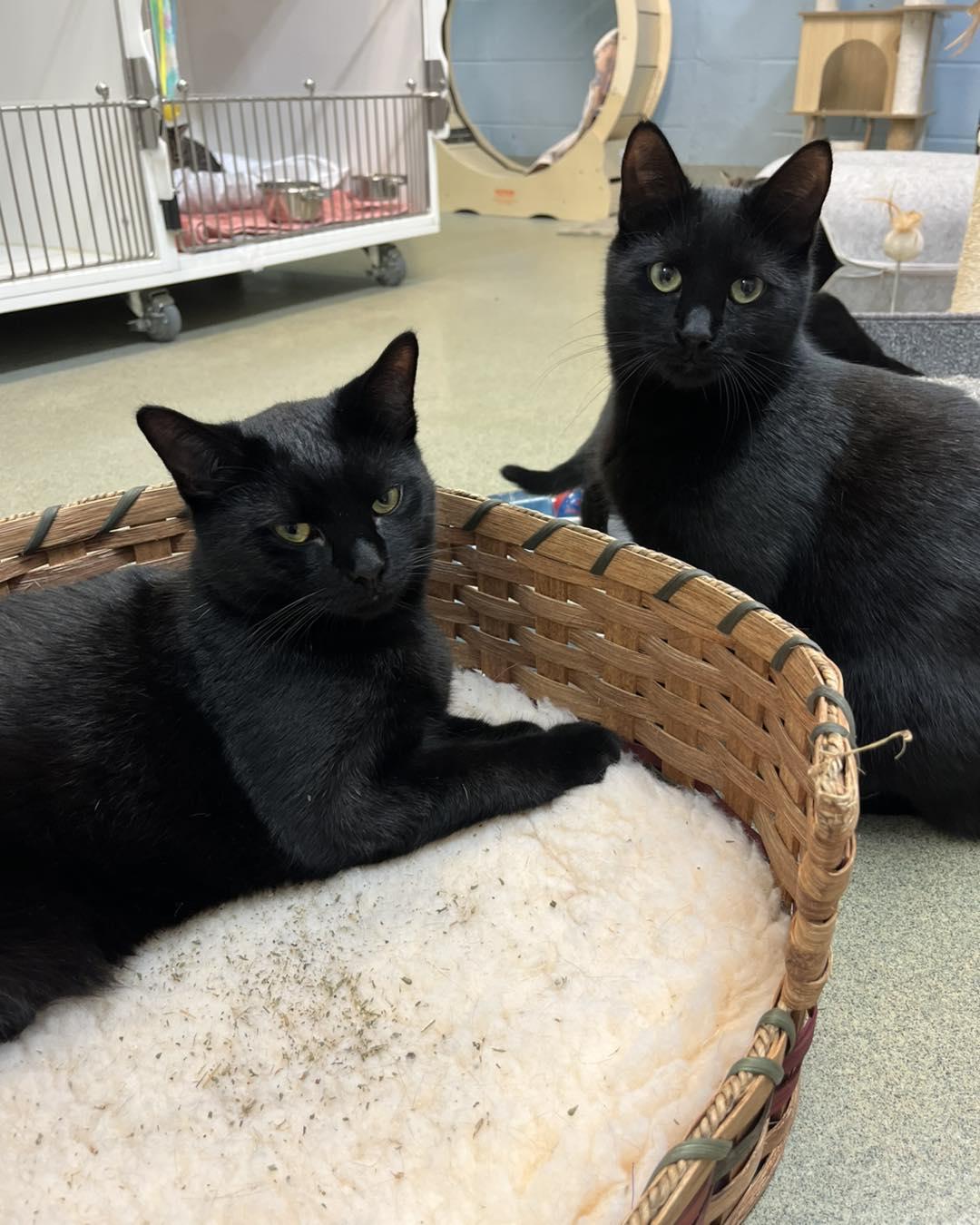 Baby Panthers, ADOPTABLE, Young Male Domestic Short Hair.